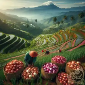 Java Onion Harvest Panorama